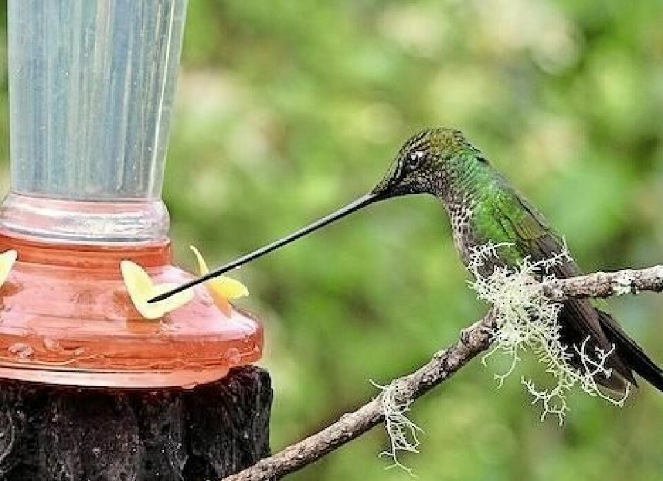 Kisa Weeman’s passion for birding has taken her far beyond Ohio. She recently traveled to Ecuador to witness the country’s vast hummingbird population. Weeman takes flight with birding and new book