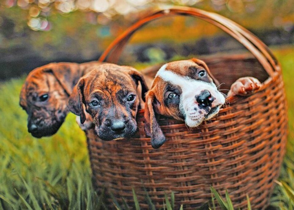 Wayne County Dog Warden and Dog Shelter Director Katelyn Lehman and auditor Jarra Underwood have partnered with the online platform DocuPet to make purchasing dog licenses convenient. DocuPet makes purchasing your dog license easy