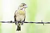 Dickcissels are always a June favorite