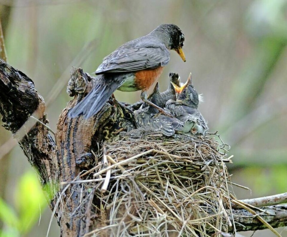 Wildlife parents are devoted to their young and rarely abandon them. Good intentions can hurt