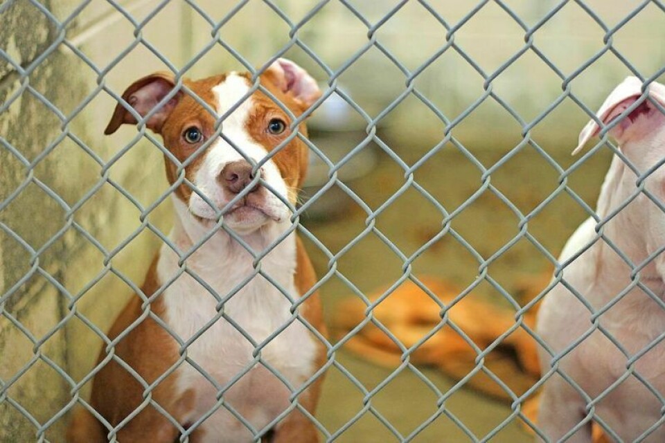 Creating more space at the Holmes County Dog Warden and Adoption Center to create a better avenue to adopt dogs was only part of the agenda as dog warden Jonathan Beam spoke with the Holmes County commissioners. Possible changes part of dog warden discussion
