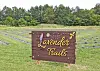 Sweet smell of success at Orrville's Lavender Trails