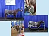 Brother and sister duo bring home national honors from Iowa Shorthorn cattle show