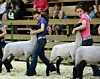 Holmes County Fair Sheep Showmanship results
