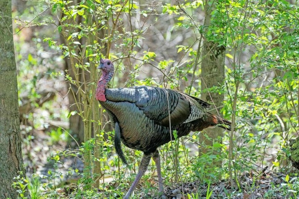 Statewide, turkey hunting is permitted from 30 minutes before sunrise until sunset. The season bag limit is one bearded turkey. Tuscarawas County in top 10 for 2024 turkey harvest so far