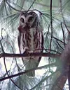 Northern saw-whet owl is a unique, beautiful bird