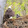 Report bald eagle nests to help monitor population