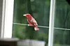 A rare findSummer Tanager near Millersburg