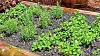 Dover Library will host herb gardening workshop