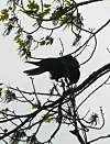 Big surpriseFish Crows attempting to nest in Cuyahoga County
