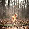 Hunters can protect their dogs from harm during season