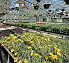 OSU ATI Spring Plant Sale is May 8-9