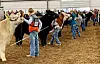 Harvest Ridge to host statewide Preview Cattle Show