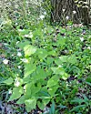 Controlling an invasive species: Non-native garlic mustard isnt considered a good plant