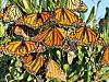 You can help monarchs make their journey south
