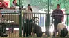 Holmes County Fair Swine Show results