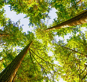 City trees being inventoried