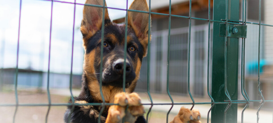Commissioners recognize EMA, accept dog warden resignation