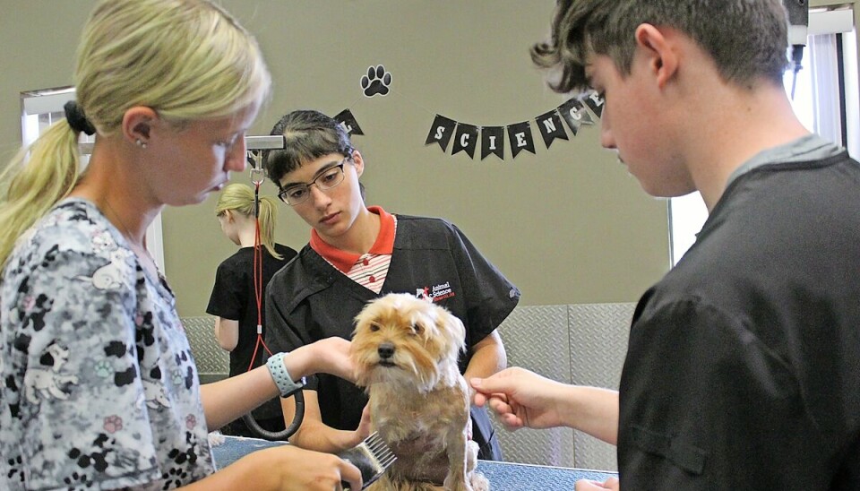 Pictured are seniors Izzy Mitchell, left, Mary Sammut and Quinn Filby styling Paisley during a recent session.