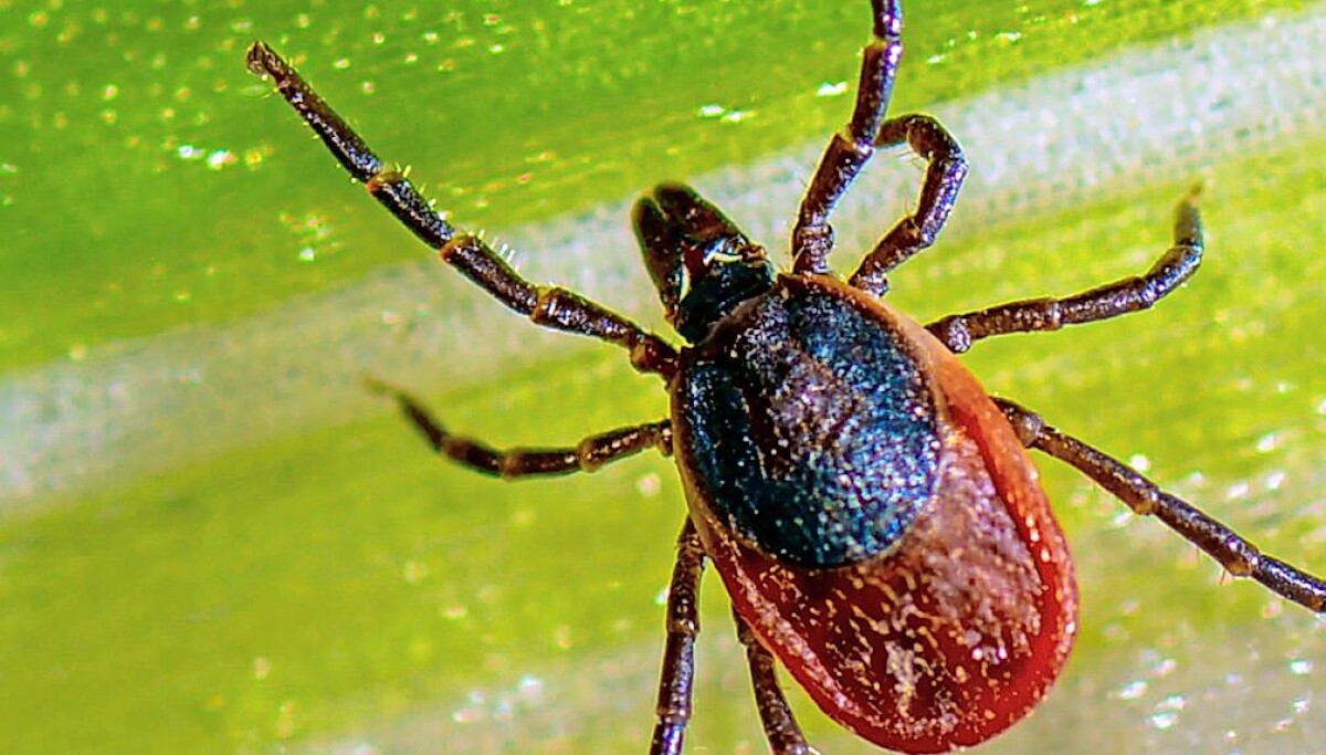 Ohio State’s Buckeye Tick Test Screens Ticks for Diseases in Humans and ...