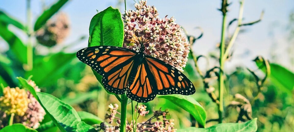 Milkweed Pod Collection in Ohio Runs Through Nov. 10 to Aid Monarch Butterflies