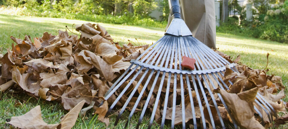 Mount Vernon to begin citywide leaf pickup Nov. 3