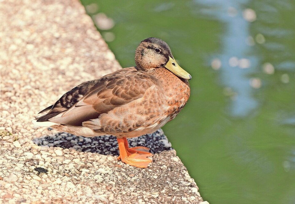 Live ducks featured at Tusky Branch Library storytime Nov. 4