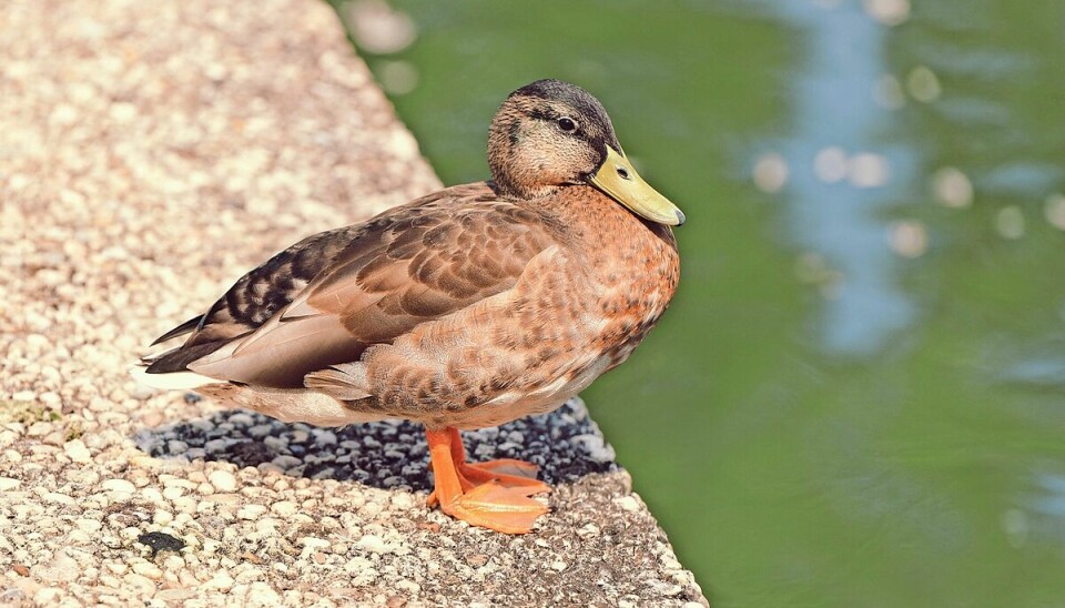 The Tuscarawas County Public Library System will host a Duck Storytime with live ducks.